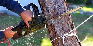 Best Fruit Tree Pruning  in Attleboro, MA