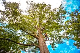 Attleboro, MA Tree Services Company